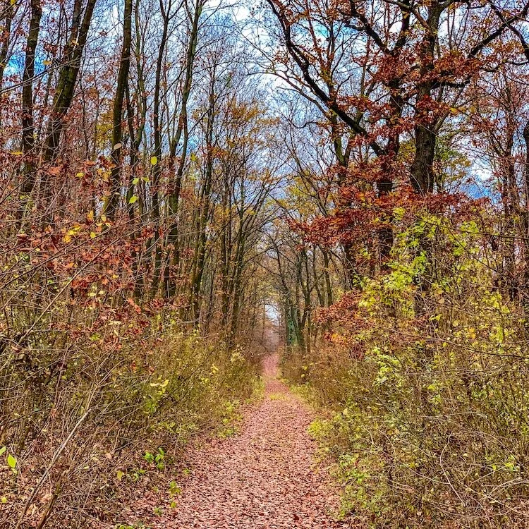 Trail to the abandoned hunting lodge