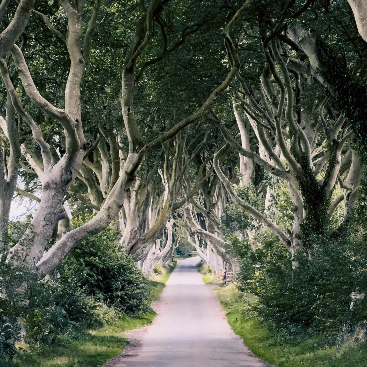 Dark Hedges, Ireland. Shot on iPhone 15 Pro Max using ProCamera App