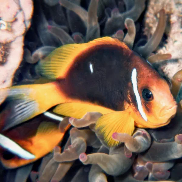 A Clownfish in the Red Sea.