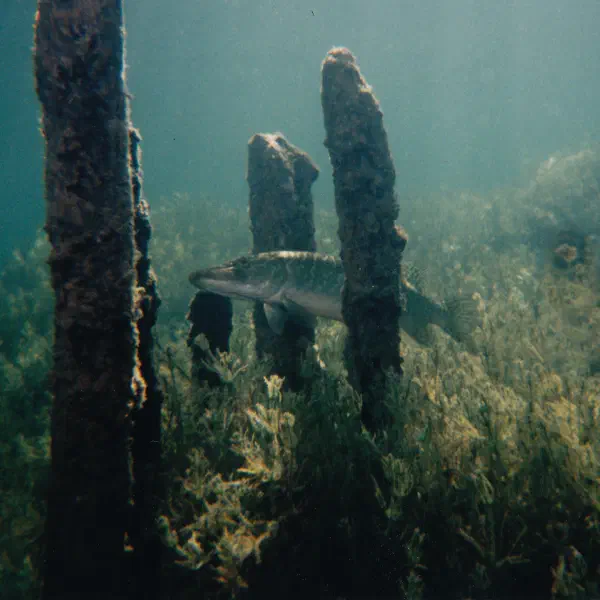 A Pike in the Erlaufsee, Austria.